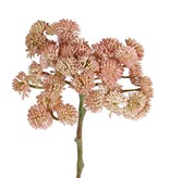 Sedum, 36 grupos, Ø ca. 12 cm, 19 cm