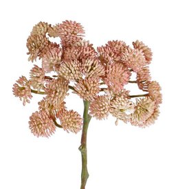 Sedum, 36 grupos, Ø ca. 12 cm, 19 cm