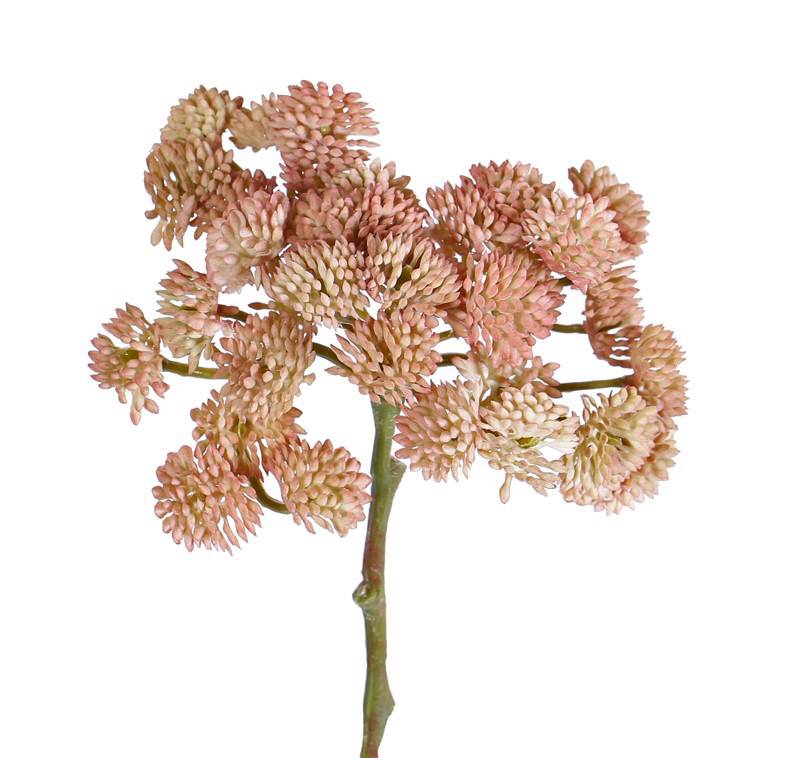 Sedum, 36 tips, Ø ca. 12 cm, 19 cm