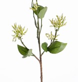 Hartriegel (Dogwood) Zweig, 16 Rispenbündel, 6 Blätter, 50 cm