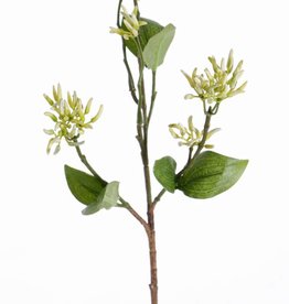 Rama de Cornejo,  16 capullos de flor, 6 hojas, 50 cm