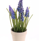 Blue Grape (Muscari) x3 big flrs, x3 small flrs, x35lvs in cream paper pot, 25cm