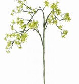 Deutzien - Deutzia mit 92 Blüten, 90cm