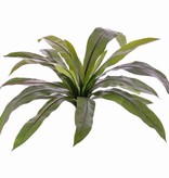 Nestfern (Asplenium)x18lvs,73cm, UV-safe