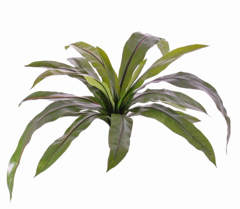 Nestfern (Asplenium)x18lvs,73cm, UV-safe