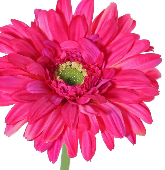 Gerbera, Ø 12cm,  63 cm