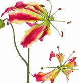 Lelie gloriosa "Liv", 3 bloemen,  1 knop, 80 cm