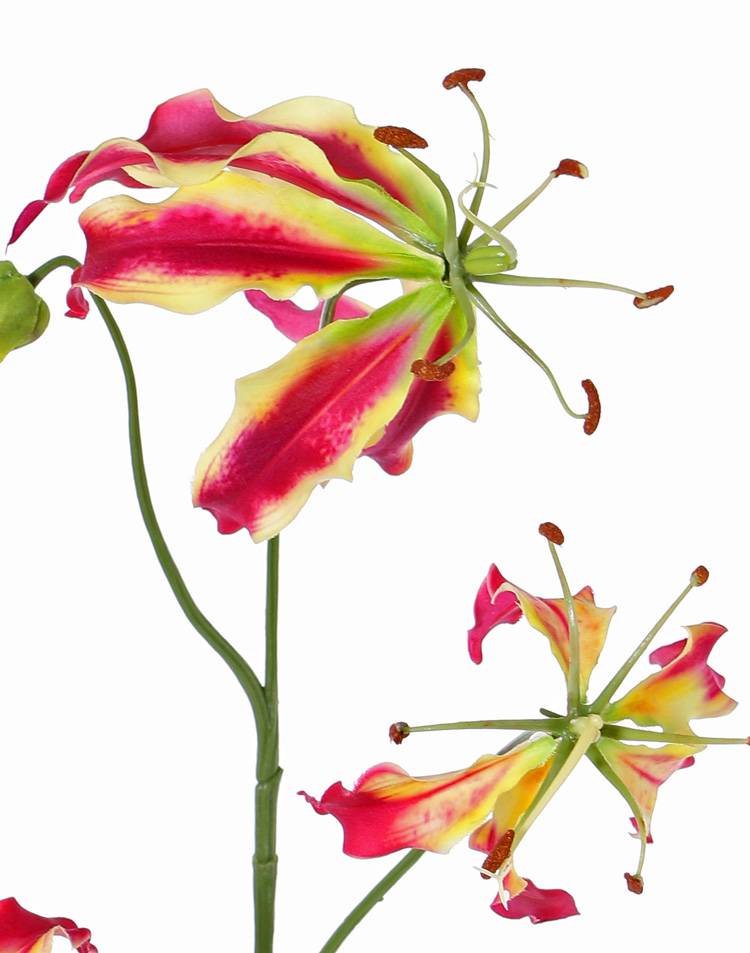 Lilium  gloriosa "Liv", 3 flores, 1 capullo, 80 cm