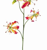 Lelie gloriosa "Liv", 3 bloemen,  1 knop, 80 cm