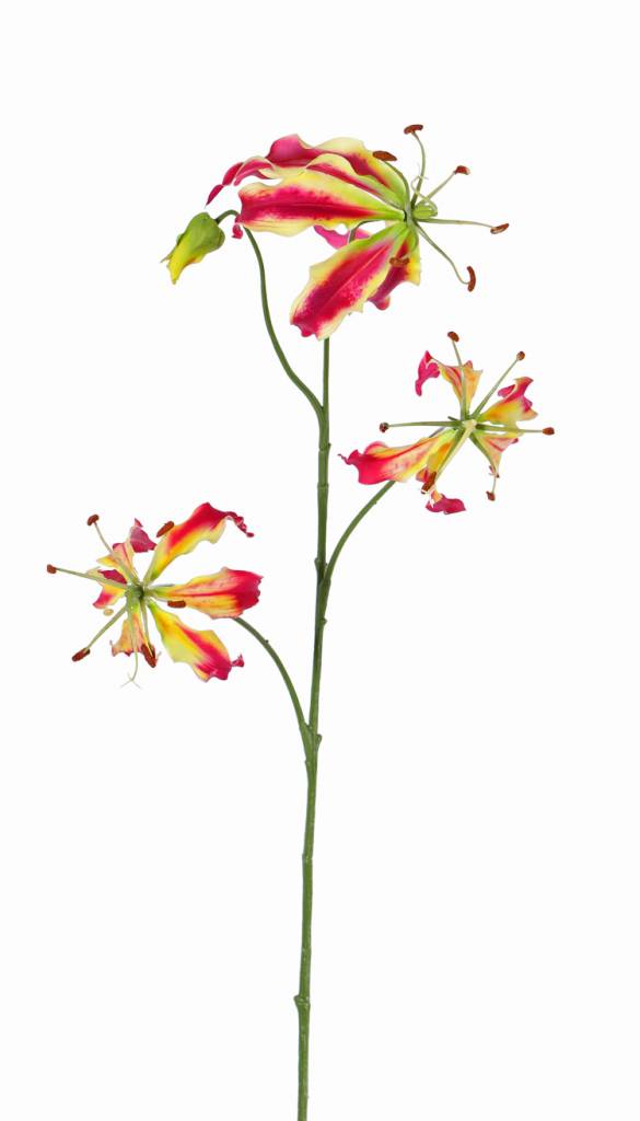 Lilium  gloriosa "Liv", 3 flores, 1 capullo, 80 cm
