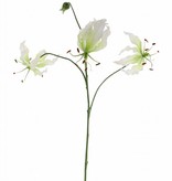 Lelie gloriosa "Liv", 3 bloemen, 1 knop, 80 cm