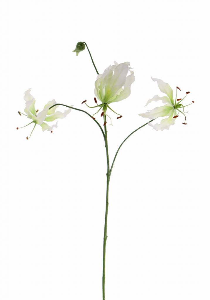 Lelie gloriosa "Liv", 3 bloemen, 1 knop, 80 cm