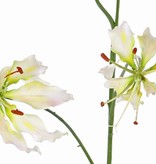 Lelie gloriosa "Liv", 3 bloemen,   1 knop, 80 cm