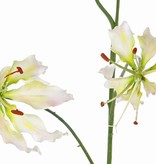 Lilium  gloriosa "Liv", 3 flores, 1 capullo, 80 cm