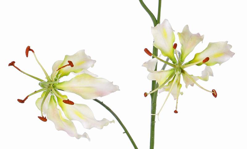 Lilium  gloriosa "Liv", 3 flores, 1 capullo, 80 cm