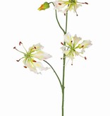 Lilium  gloriosa "Liv", 3 flores, 1 capullo, 80 cm