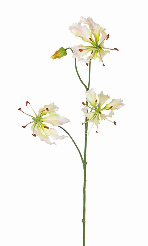 Lilium  gloriosa "Liv", 3 flores, 1 capullo, 80 cm