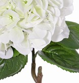 Hortensie "Sensitive", Ø 18cm, 52 Blüten, 5 Blätter, 60cm