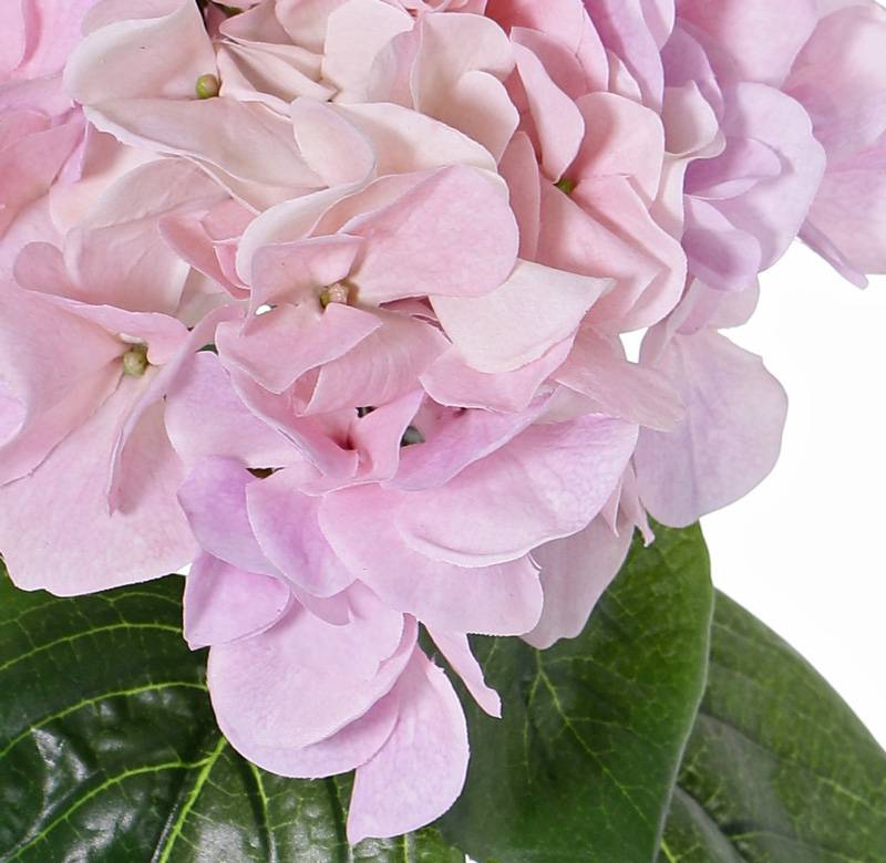 Hydrangea "Sensitive", flowerhead: Ø 18cm, 52 petals & 5 lvs, 60cm