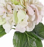 Hydrangea "Sensitive", flowerhead: Ø 18cm, 52 petals & 5 lvs, 60cm