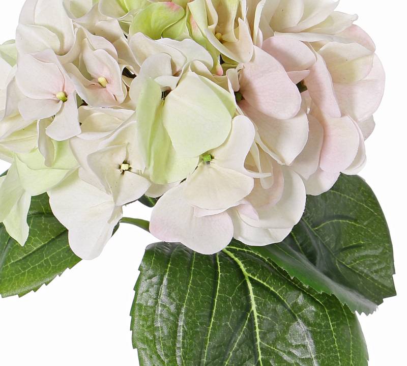 Hydrangea "Sensitive", flowerhead: Ø 18cm, 52 petals & 5 lvs, 60cm