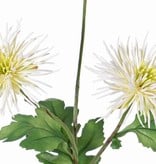 Chrysanths "spider",  3 flowers & 4 leaves, 73 cm