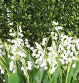 Lily of the valley (Convallaria majalis) bundel x3, x29bells, x2 coated lvs, 36cm