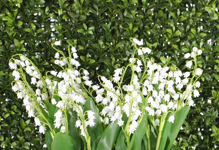 Lily of the valley (Convallaria majalis) bundel x3, x29bells, x2 coated lvs, 36cm