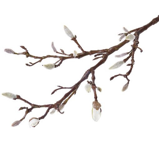 Magnolia branch with 19 buds 71cm coated