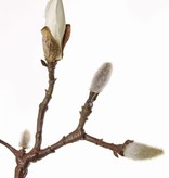 Magnolia branch with 19 buds 71cm coated