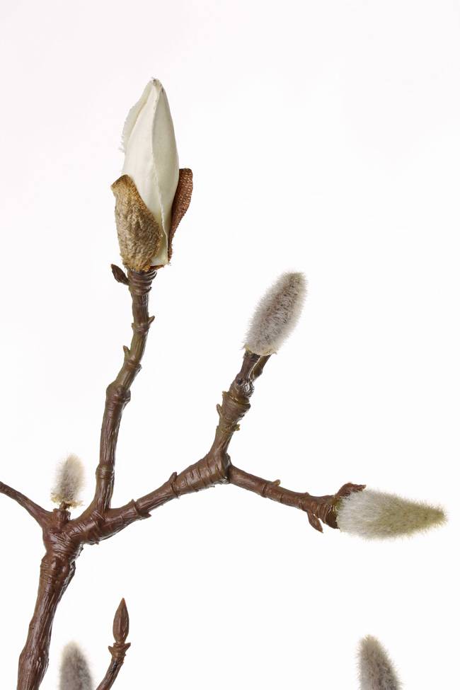 Magnolienzweig, mit 19 Knospen, 71cm coated