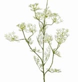 Dille (Anethum) spray, 11 clusters of flowers, 13 sets of leaves, (wired top) 78 cm