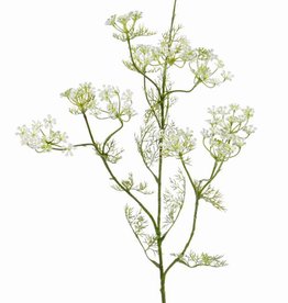 Rama de eneldo (Anethum graveolens),  11 racimos de flores, 13 conjuntos de hojas, 78 cm