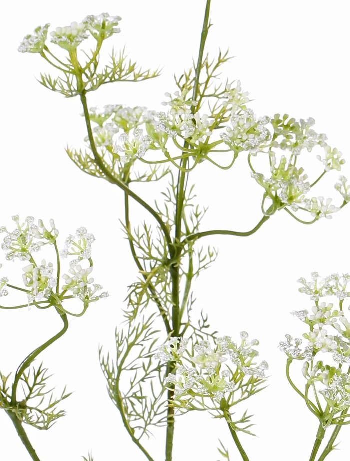 Dille (Anethum) spray, 11 clusters of flowers, 13 sets of leaves, (wired top) 78 cm