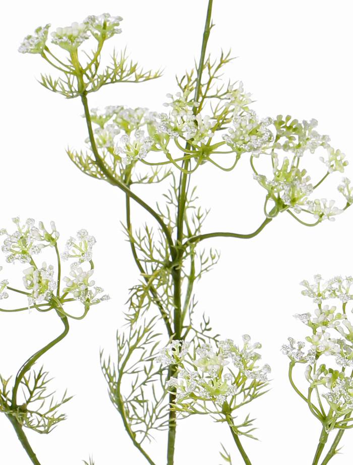 Rama de eneldo (Anethum graveolens),  11 racimos de flores, 13 conjuntos de hojas, 78 cm