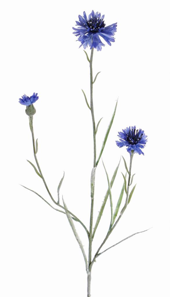 Aciano  (Centaurea cyanus), 2 flores & 1 capullo, flockeado, 70 cm