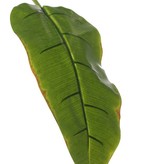 Banana leaf, medium, coated, 96cm
