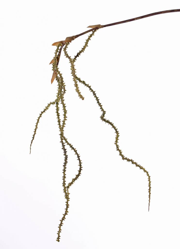rama de sauce nudoso, 127 cm