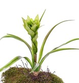 Guzmania plant x1, x8 plastic leaves & roots, 41cm