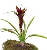 Guzmania planta, 1 flor, 8 hojas plasticas & raíces, 41cm