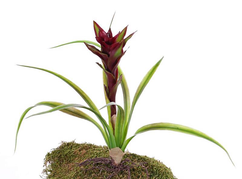 Guzmania planta, 1 flor, 8 hojas plasticas & raíces, 41cm