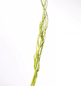 Mitsumata deco branches, set of 3 pieces, 105 cm, in polybag