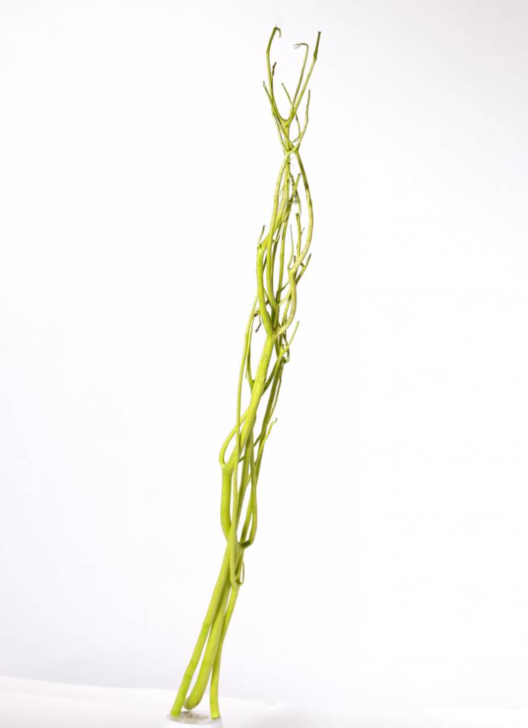 Mitsumata decotakken, bundel van 3 stuks, in polybag, 105 cm