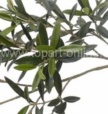 Olive branch, 234 leaves, 90cm