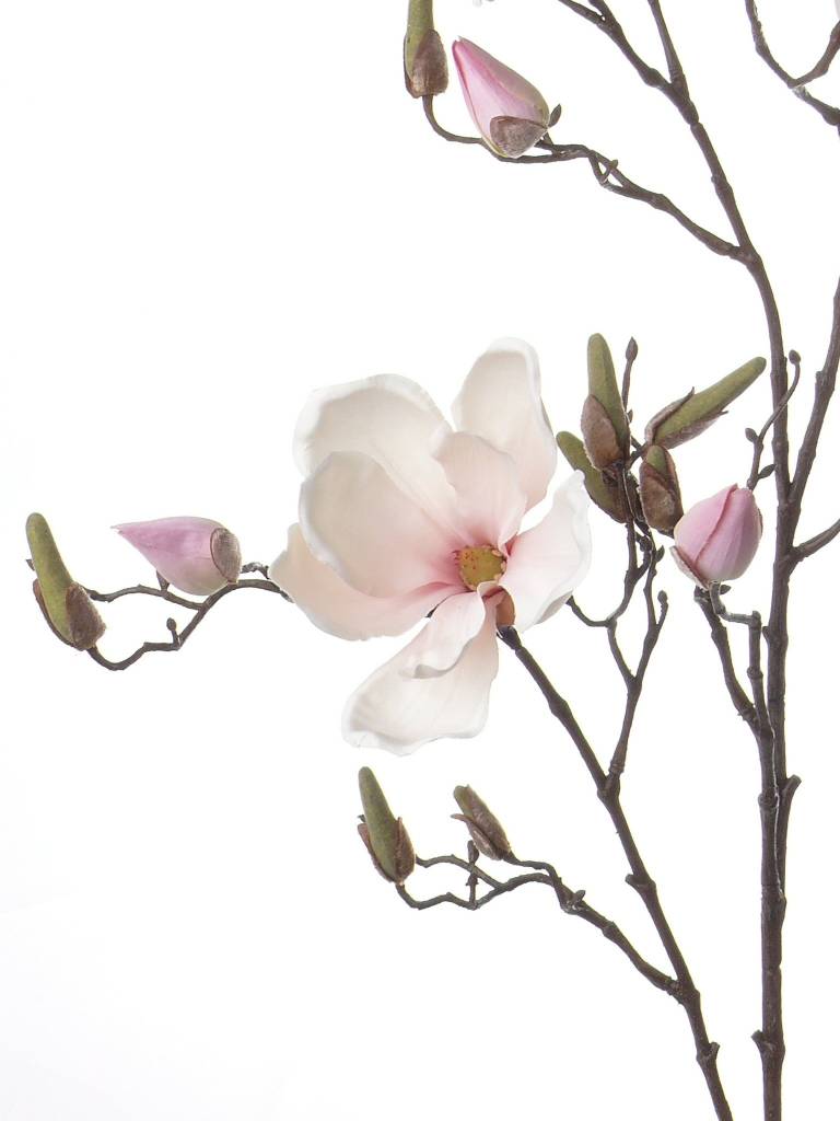 Magnolienzweig mit 4 Blüten,  22 Knospen, 107cm