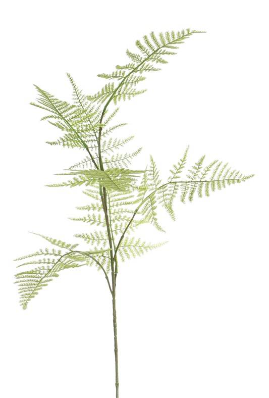 Asparagustak "bella" medium, 7 bld, 86 cm