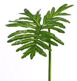 Philodendron Selloum "sapa", gross, Ø 40cm, 90cm
