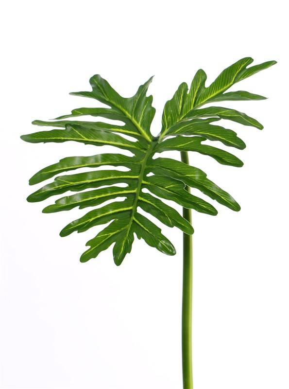 Philodendron Selloum "sapa", grande, Ø 40cm, 90cm