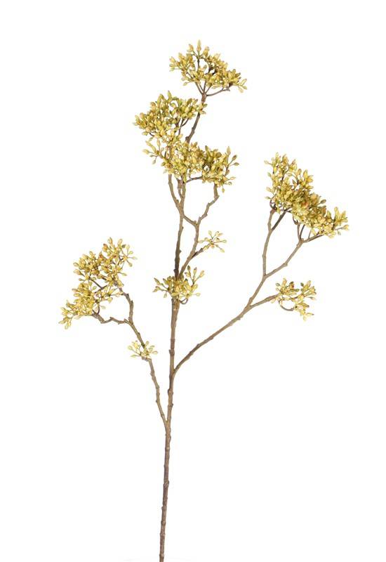 Hartriegel (Cornus) x13 clusters, 70 cm