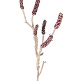 Zylinderputzerzweig (Callistemon) mit 6 Fruchtständen, 60cm